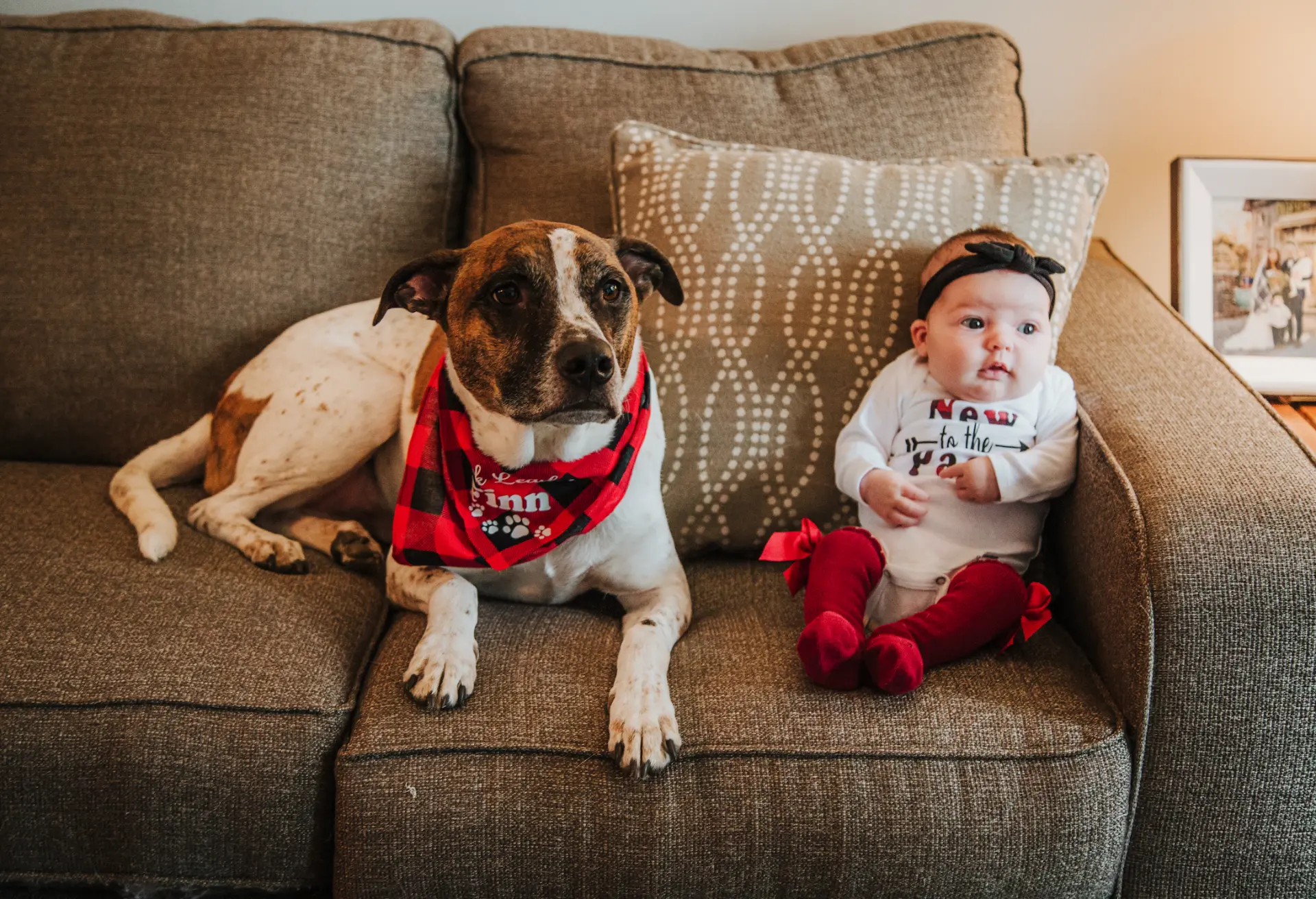 Newborn girl beside the family dog in a plaid bandana on the couch